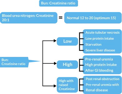 Bun Creatinine Ratio